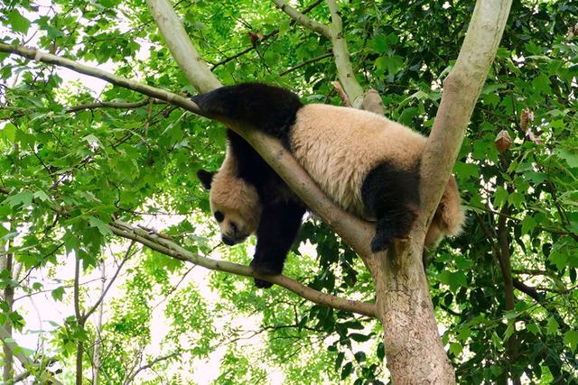 ��̬���䳬�ȿɰ��Ĵ���è