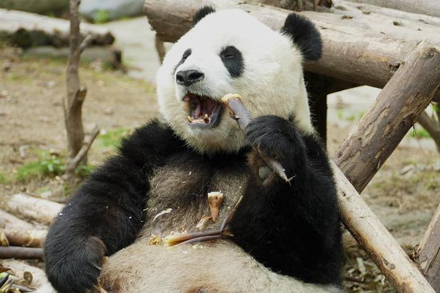 ��̬���䳬�ȿɰ��Ĵ���è