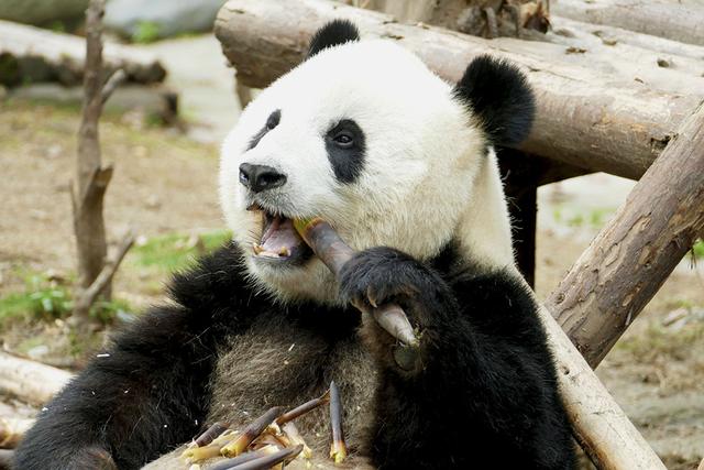 ��̬���䳬�ȿɰ��Ĵ���è