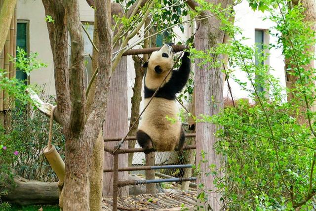 ��̬���䳬�ȿɰ��Ĵ���è