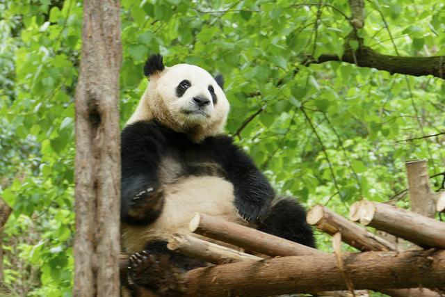 ��̬���䳬�ȿɰ��Ĵ���è