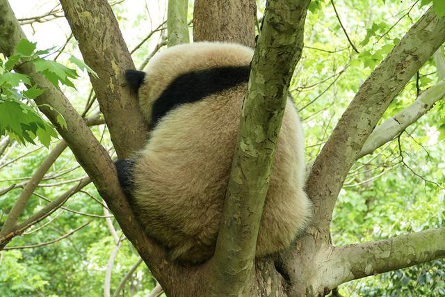 ��̬���䳬�ȿɰ��Ĵ���è