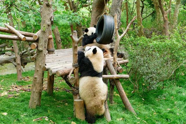 ��̬���䳬�ȿɰ��Ĵ���è