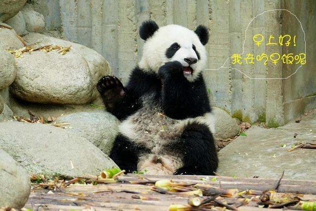 ��̬���䳬�ȿɰ��Ĵ���è