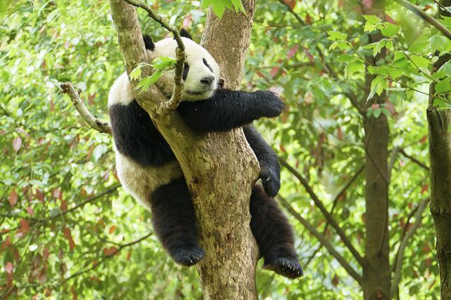 ��̬���䳬�ȿɰ��Ĵ���è