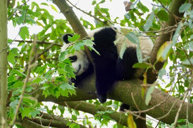 ��̬���䳬�ȿɰ��Ĵ���è