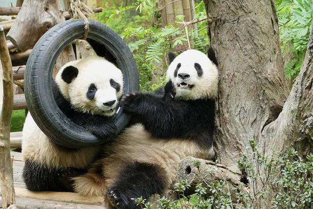 ��̬���䳬�ȿɰ��Ĵ���è