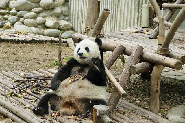 ��̬���䳬�ȿɰ��Ĵ���è