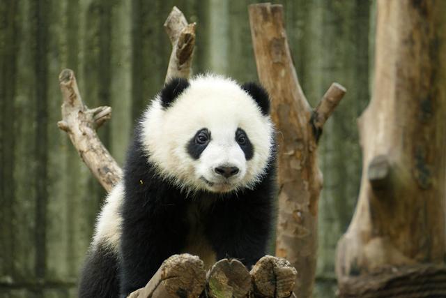 ��̬���䳬�ȿɰ��Ĵ���è