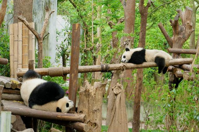 ��̬���䳬�ȿɰ��Ĵ���è