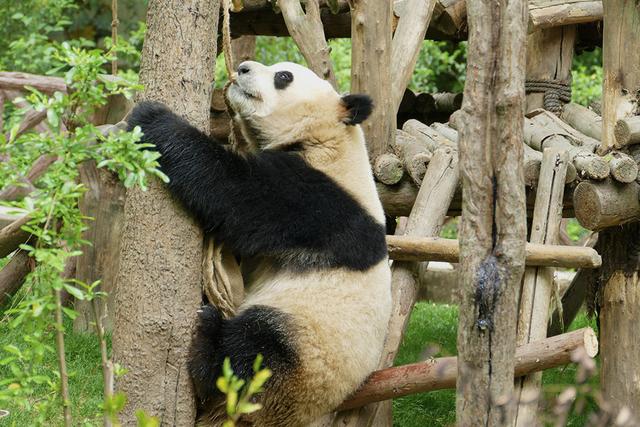 ��̬���䳬�ȿɰ��Ĵ���è