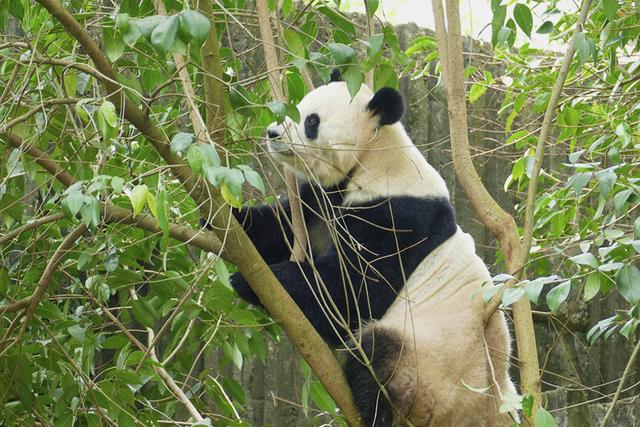 ��̬���䳬�ȿɰ��Ĵ���è