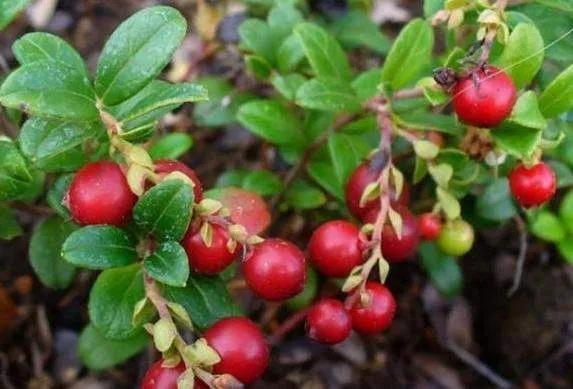 �̵�36��Ұ����ȫ�������ϳ����֣�