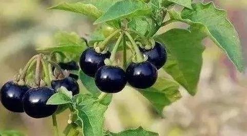 �̵�36��Ұ����ȫ�������ϳ����֣�