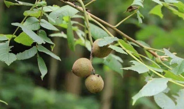 �̵�36��Ұ����ȫ�������ϳ����֣�