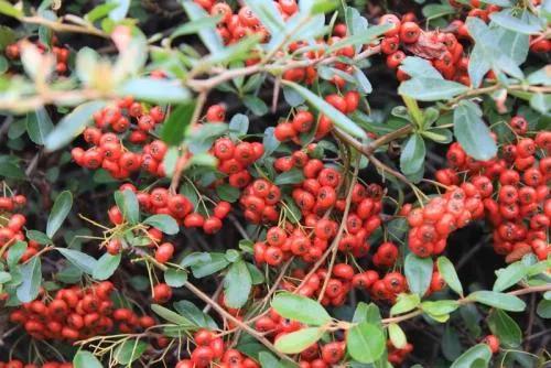 �̵�36��Ұ����ȫ�������ϳ����֣�