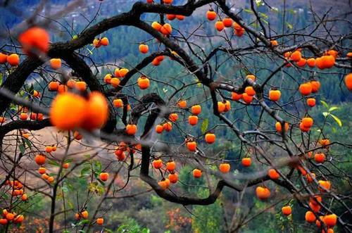 �̵�36��Ұ����ȫ�������ϳ����֣�