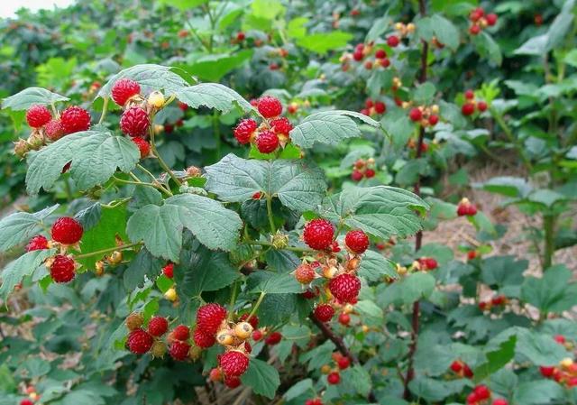 �̵�36��Ұ����ȫ�������ϳ����֣�