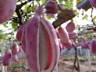 �̵�36��Ұ����ȫ�������ϳ����֣�