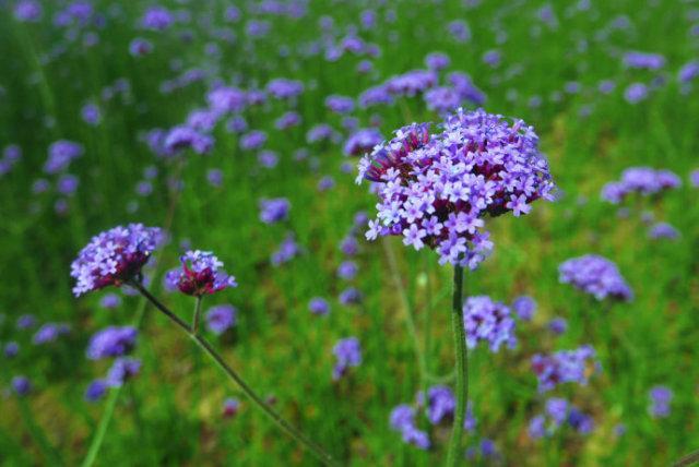 ������һ��Ҫȥ�����塪�����ݵı�����