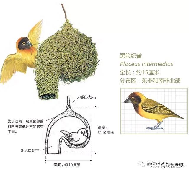 �Ͷ�����٣�10�����������еĽ�����ʦ