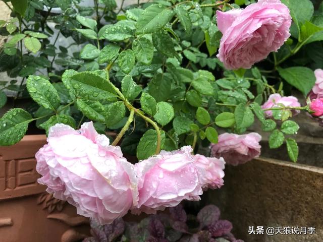 ������1��ʱ�䣬���Լ�¥�������һ������¶̨��԰