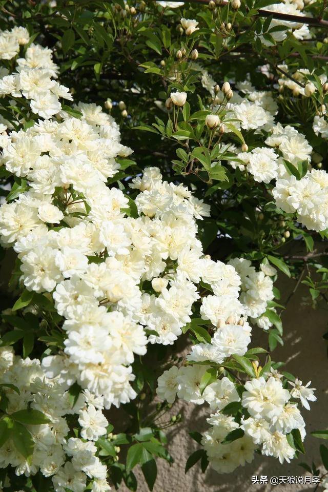 ������1��ʱ�䣬���Լ�¥�������һ������¶̨��԰