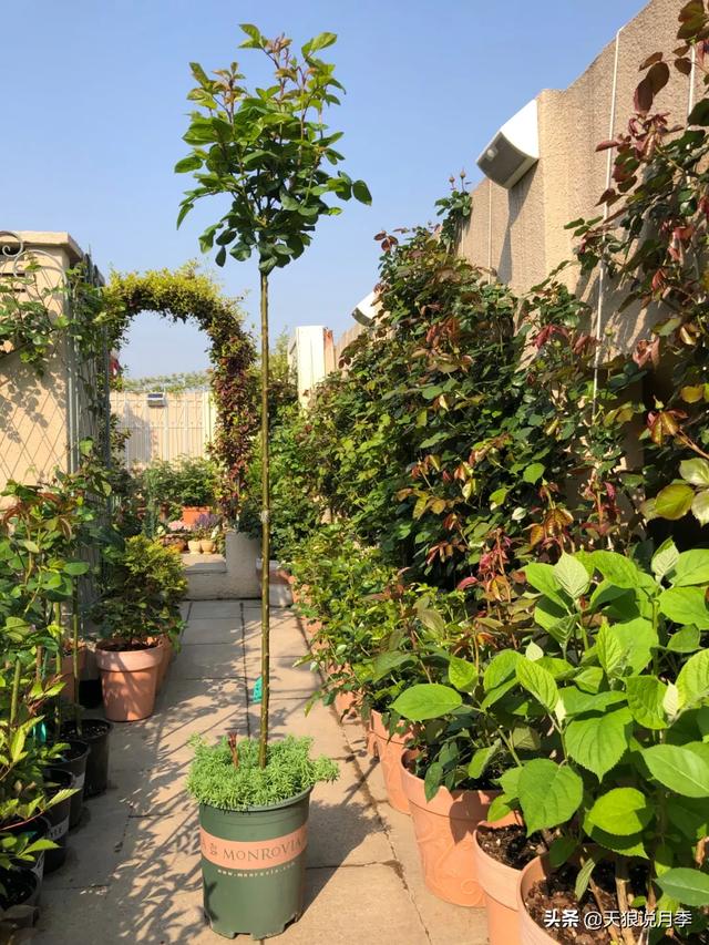 ������1��ʱ�䣬���Լ�¥�������һ������¶̨��԰