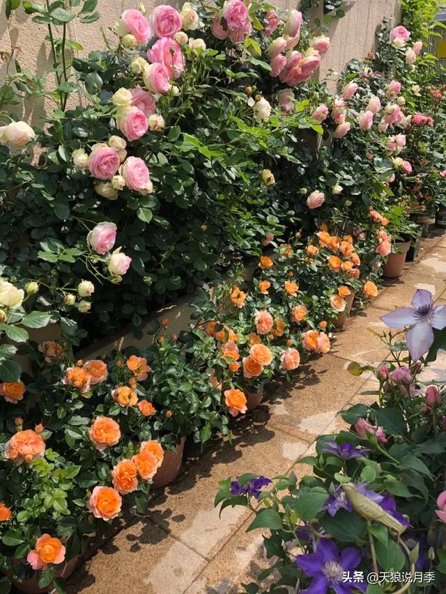 ������1��ʱ�䣬���Լ�¥�������һ������¶̨��԰