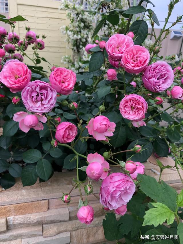 ������1��ʱ�䣬���Լ�¥�������һ������¶̨��԰