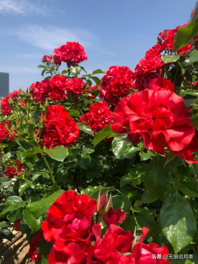 ������1��ʱ�䣬���Լ�¥�������һ������¶̨��԰