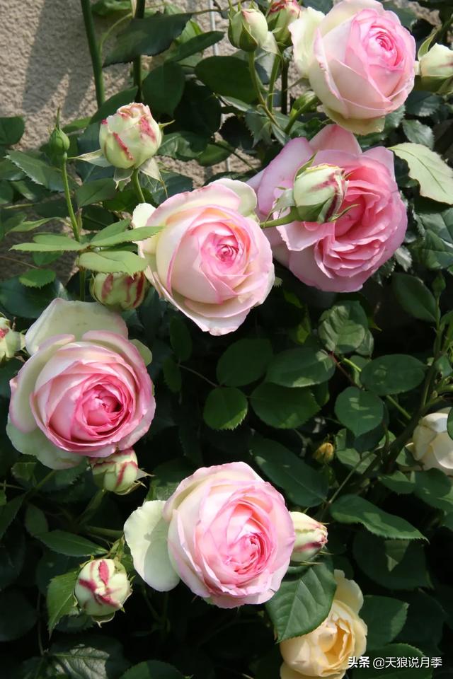 ������1��ʱ�䣬���Լ�¥�������һ������¶̨��԰