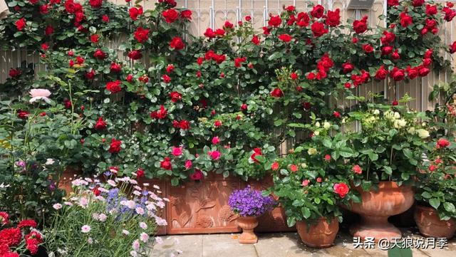 ������1��ʱ�䣬���Լ�¥�������һ������¶̨��԰