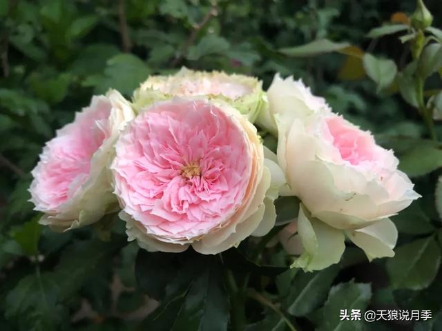 ������1��ʱ�䣬���Լ�¥�������һ������¶̨��԰