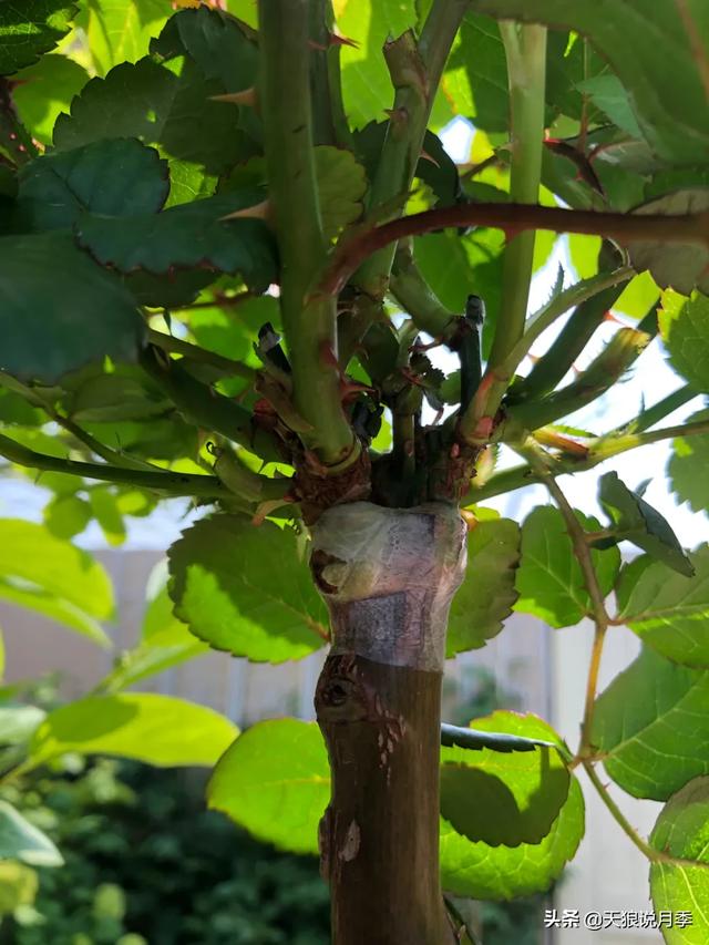 ������1��ʱ�䣬���Լ�¥�������һ������¶̨��԰