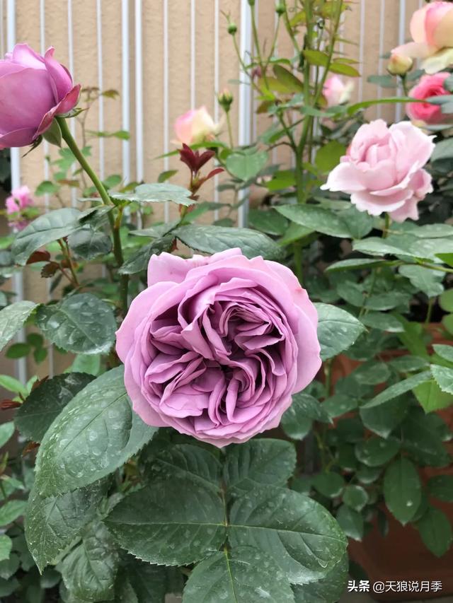 ������1��ʱ�䣬���Լ�¥�������һ������¶̨��԰