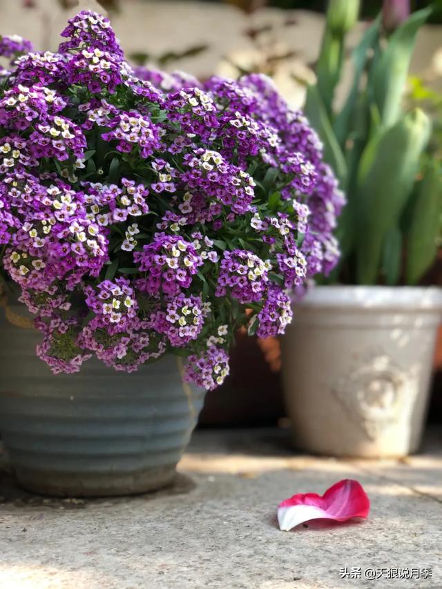 ������1��ʱ�䣬���Լ�¥�������һ������¶̨��԰