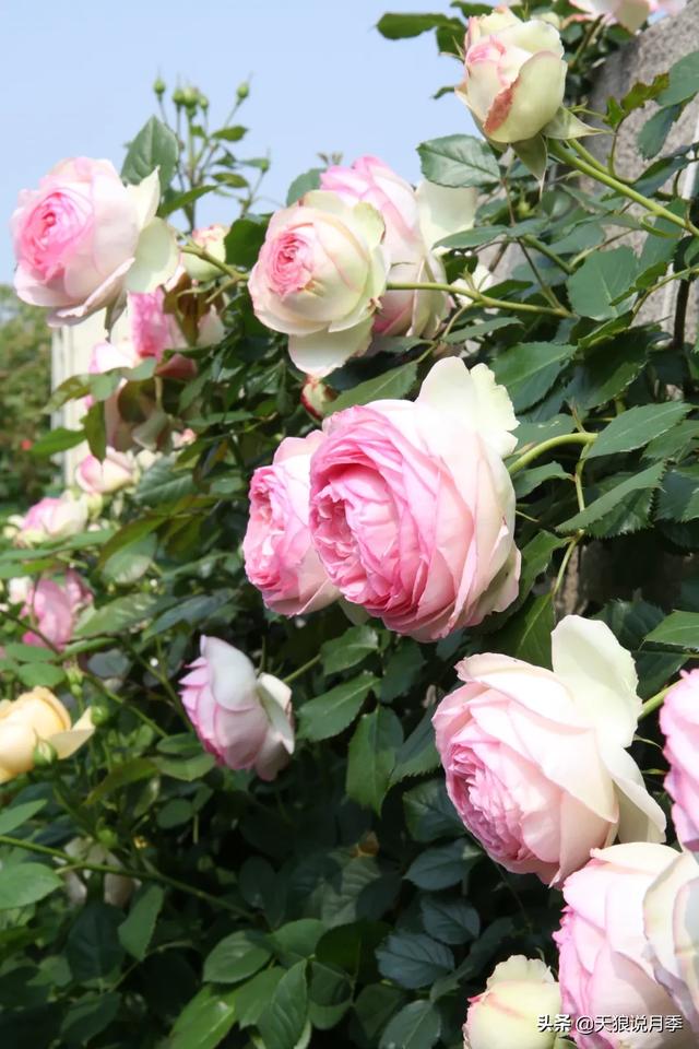 ������1��ʱ�䣬���Լ�¥�������һ������¶̨��԰