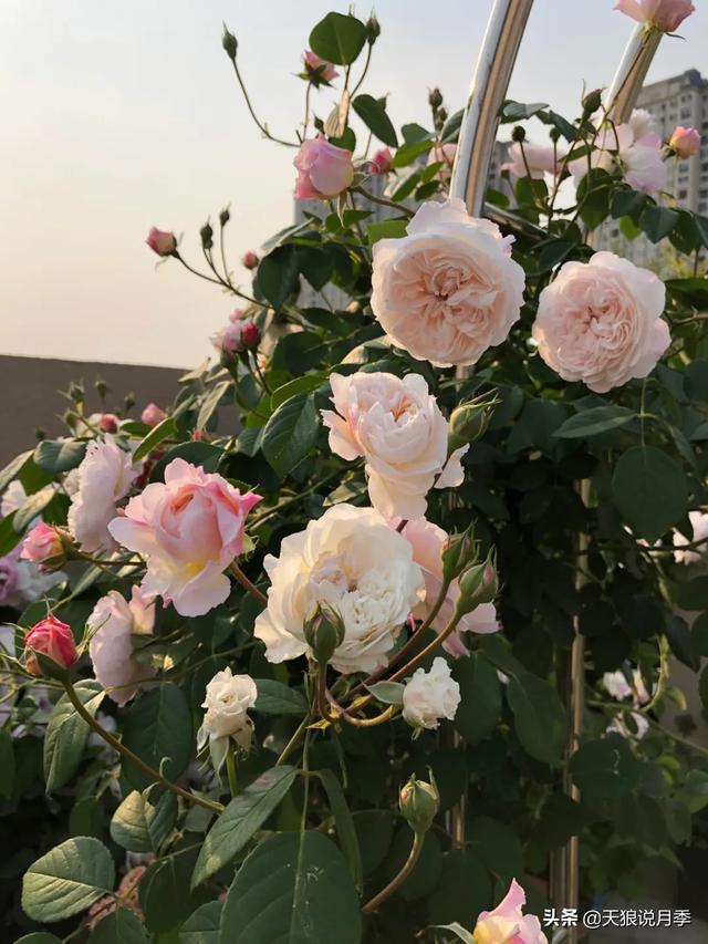 ������1��ʱ�䣬���Լ�¥�������һ������¶̨��԰