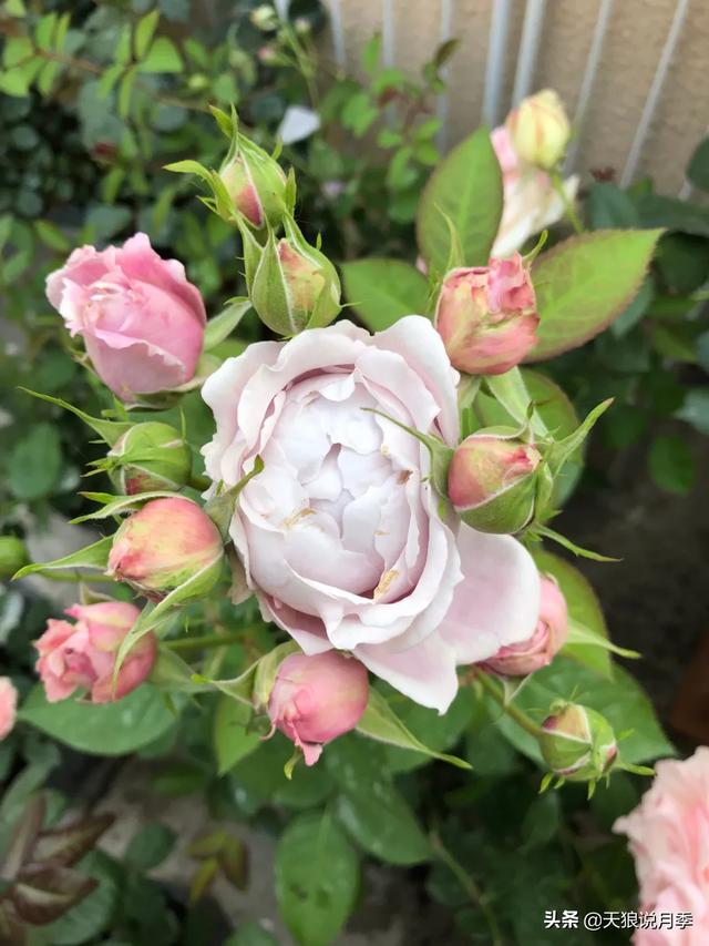 ������1��ʱ�䣬���Լ�¥�������һ������¶̨��԰