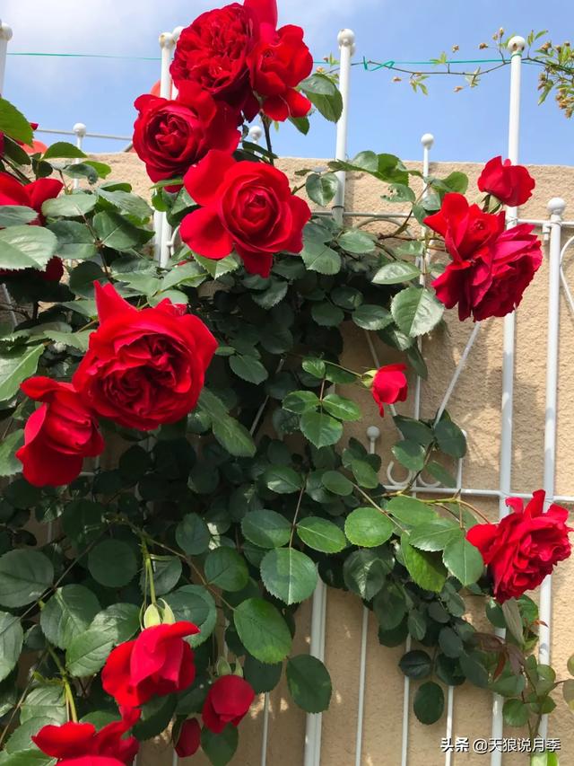 ������1��ʱ�䣬���Լ�¥�������һ������¶̨��԰