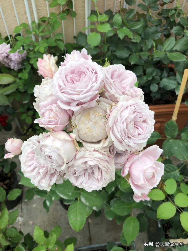 ������1��ʱ�䣬���Լ�¥�������һ������¶̨��԰