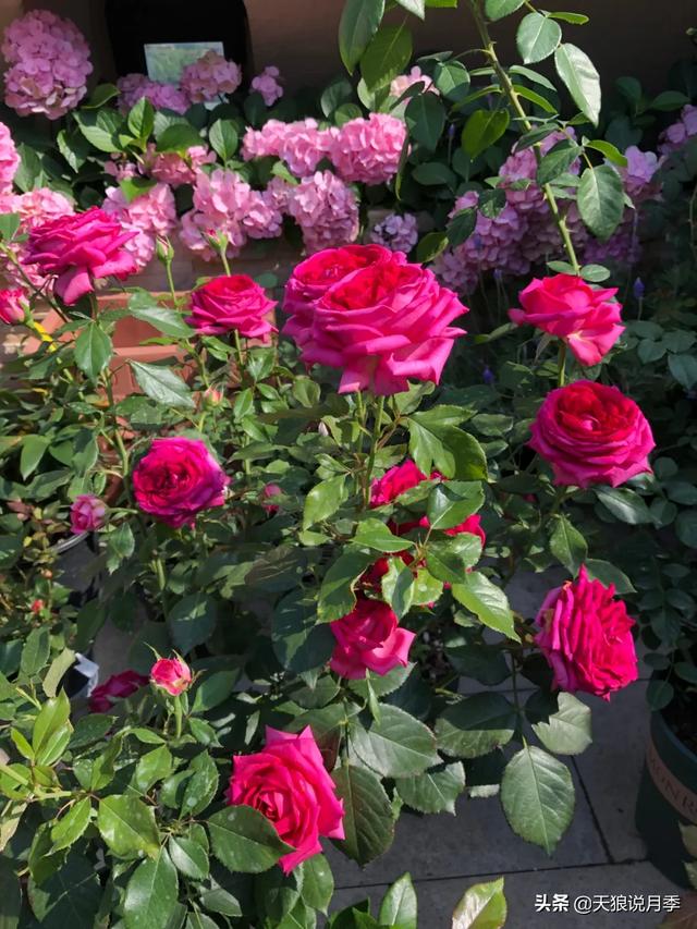 ������1��ʱ�䣬���Լ�¥�������һ������¶̨��԰