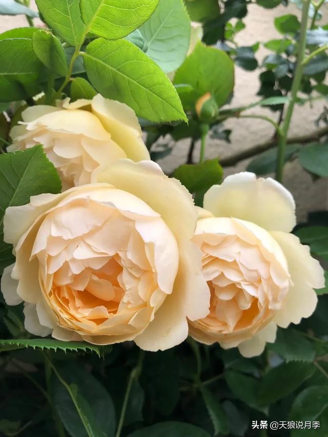 ������1��ʱ�䣬���Լ�¥�������һ������¶̨��԰