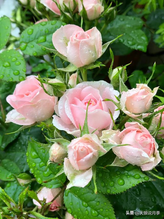 ������1��ʱ�䣬���Լ�¥�������һ������¶̨��԰