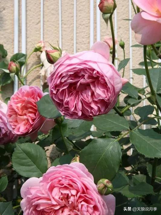 ������1��ʱ�䣬���Լ�¥�������һ������¶̨��԰