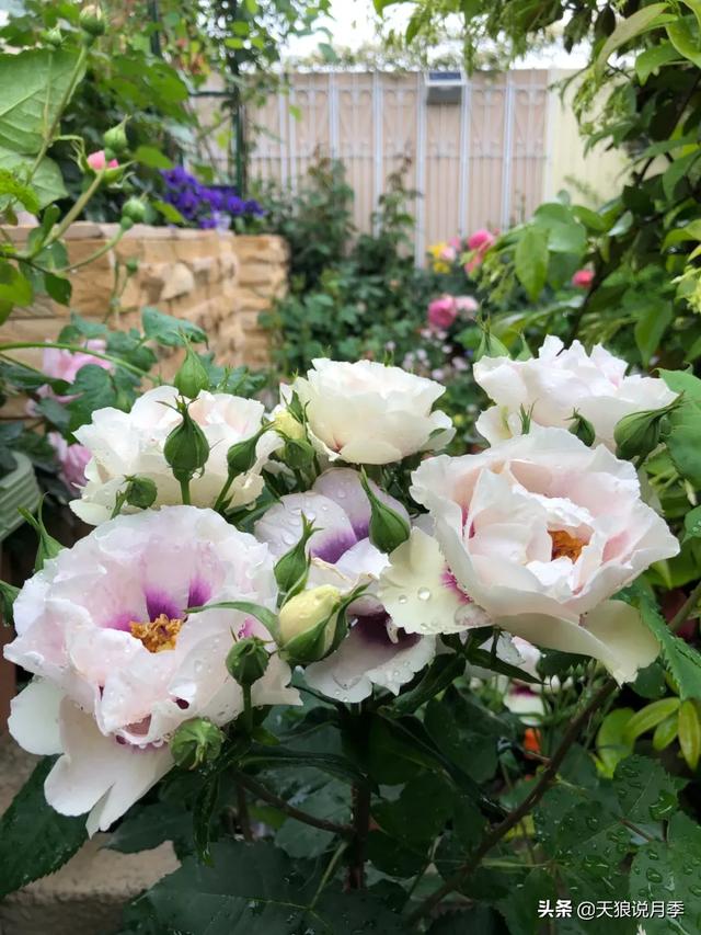 ������1��ʱ�䣬���Լ�¥�������һ������¶̨��԰