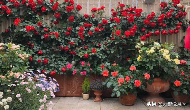 ������1��ʱ�䣬���Լ�¥�������һ������¶̨��԰