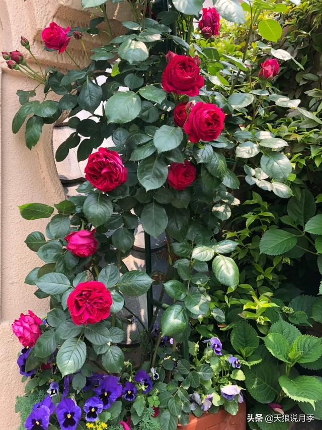 ������1��ʱ�䣬���Լ�¥�������һ������¶̨��԰