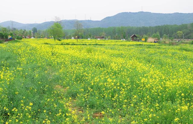 �ܴ壺����ŷ��һ���Ͼ����ŵ���ò